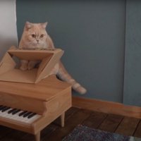 ダンボールに触れる猫