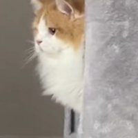 壊れたおもちゃを見つめるミヌエット