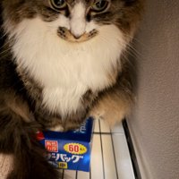 フリーザーバッグに入った猫