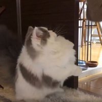 女性と猫