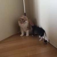 成猫に近づく子猫