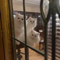 3匹の猫