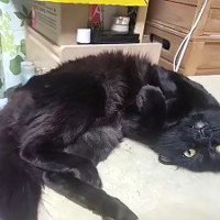 横になってこちらを見る黒猫