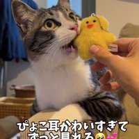 ぬいぐるみを齧っている猫「ぴょこ耳かわいすぎてずっと見れる」