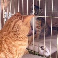 ケージの中の子猫を触ろうとする猫