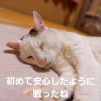 寝ている猫