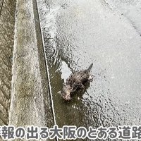 雨の中の子猫