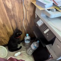 コピー機を見る猫