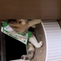 ティッシュ箱を身につけた猫