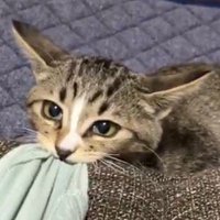 真剣に飼い主を見つめる猫