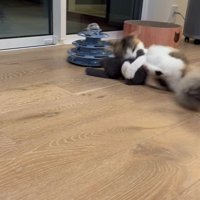 おもちゃを抱えて蹴る猫