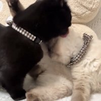 毛づくろいをしてあげている黒猫