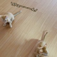 フローリングの上で鳴く2匹の子猫
