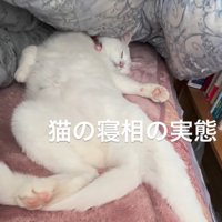 仰向けになって寝ながらしっぽを動かす猫
