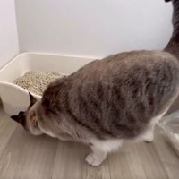 猫トイレと猫