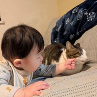 猫のヒゲを触る子ども