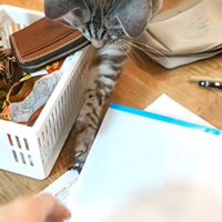 爪で小物を引っ掛ける猫