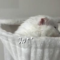 「スッ」と書かれた写真