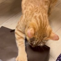 片手でホリホリ