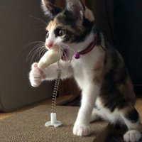 遊ぶ子猫