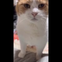 冷静な表情