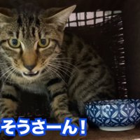 前を見て鳴く猫
