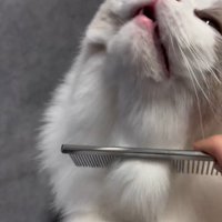 顔を上に向けてうっとりとした表情をする猫