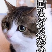 伏せる猫のアップ