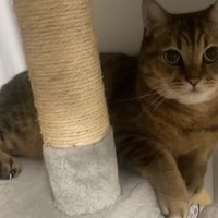キャットタワーの上にいる猫