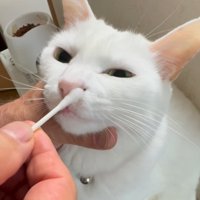 お鼻のお手入れされる猫