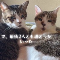 カメラを見つめる2匹の猫