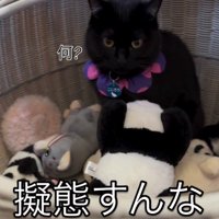 ぬいぐるみ入れに入った猫