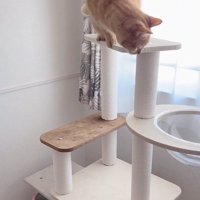 降りられない猫