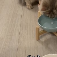 氷を見つめる猫の写真2