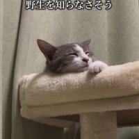 寝ている猫の顔