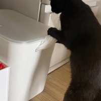いたずら中に固まる黒猫