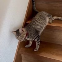 立つ