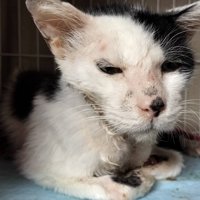 保護されたばかりの猫