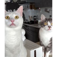 室内にいる猫