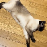くつろぐ猫