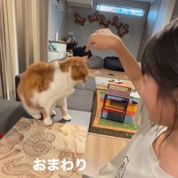 芸をする猫