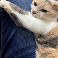 飼い主の太ももにしがみつく猫