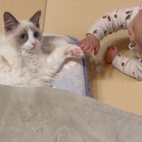 寝そべっている猫と猫の手を触っている赤ちゃん