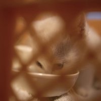 ミルクを飲む子猫