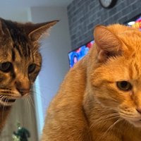 ボウルに入った小さな魚を見る2頭の猫