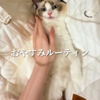 ハンモックに寝かされる猫