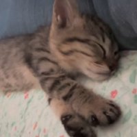 眠る猫