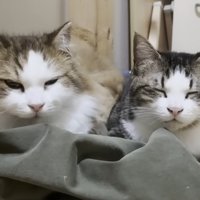 服の上に香箱座りする2匹の猫