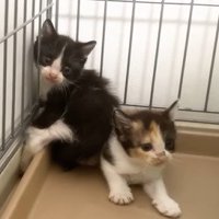 ケージの隅でうずくまる2匹の子猫