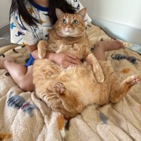 女の子のひざにのった猫